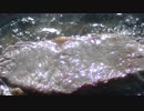 河原でステーキを揚げてみた！！