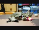 けりぐるみで遊んでるだけで可愛いネコさん
