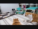 ねこの中心で子犬が遊ぶ♪【マンチカンズ】