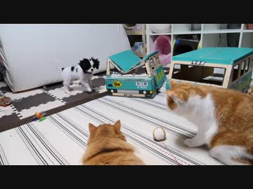 ねこの中心で子犬が遊ぶ♪【マンチカンズ】