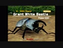 ホモと見るネブ博士の相棒.Grant_White_Beetle