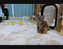 生後一ヶ月の子猫が初めてお家に来た時の反応