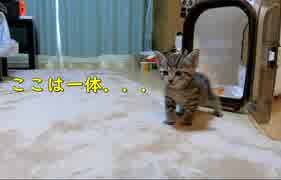 生後一ヶ月の子猫が初めてお家に来た時の反応