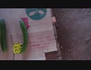 きゅうり栽培実況vol.71   H30秋20  【※閲覧】イノシシ確保 & 探せ！！穴あききゅうり【※注意】