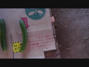 きゅうり栽培実況vol.71   H30秋20  【※閲覧】イノシシ確保 & 探せ！！穴あききゅうり【※注意】