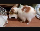 ガツガツ食べるワンコ（パピヨン）3