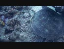 大迎卓也　A Turquoise In The Deep Sea