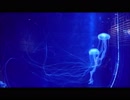 healing relax 海の癒し