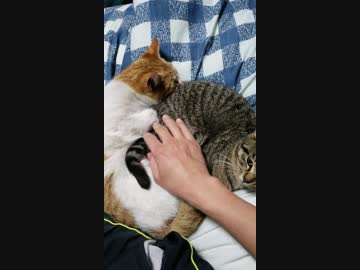 猫に手をうずめるだけ