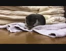 カワウソのくしゃみ