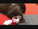 このおもちゃの遊び方がわからないカワウソ