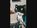 ジャパンネット銀行のVISAデビッド付きのキャッシュ＆ＴカードとJMBキャッシュ＆VISAカードの違い誰か教えてー
