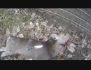 【電気槍注意】鹿が獲れたので犬のエサになるまでをサクッと紹介　新米猟師のハンターライフ