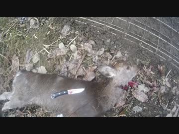 【電気槍注意】鹿が獲れたので犬のエサになるまでをサクッと紹介　新米猟師のハンターライフ