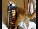 【柴わんこのはる】柴わんことバレンタイン