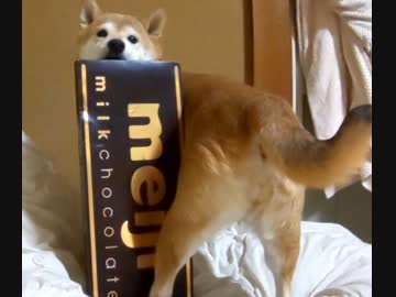 【柴わんこのはる】柴わんことバレンタイン