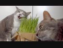 【モアクリ】 ベジタリニャン