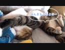 ひっくり返ってちゅぱちゅぱする暴君ねこ、誠氏
