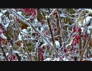 Snow On Leaves　葛巻陽平