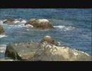 クロアジサシ　岩礁の群れ　　Ishibe Katsutoshi