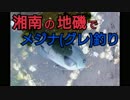 #7 【湘南の地磯に初釣行】メジナ(グレ)のフカセ釣り【短め】