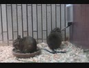 動物園在住：デグーの食事(上野動物園)