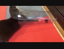あるはずの物が無くて自分探しに出るカワウソ