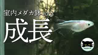【室内メダカ鉢#4】越冬用の稚魚メダカ、順調な成長