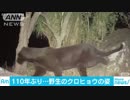 アフリカ・ケニアで110年ぶりにクロヒョウを撮影