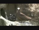 クロアジサシ　目つきは一人前のヒナ　　Ishibe Katsutoshi