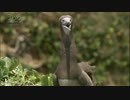 カツオドリ　若鳥の大あくび　  Ishibe Katsutoshi