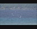 エリグロアジサシ　海上魚捕り　Ishibe Katsutoshi