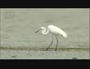 サギ　長い首とくちばしを使って・・・　（有明海）　Ishibe Katsutoshi