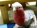 モモイロインコとじゃれてみる