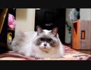 もう少しで液晶からでてきます(ウソ)