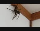 実家にいたでかいくも１