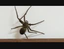 実家にいたでかいくも4