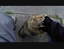 釣りをさせてくれない野良猫part１２