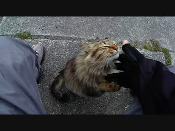 釣りをさせてくれない野良猫part１２