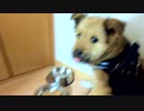 心を閉ざしていた子犬がおやつを食べてくれました【野犬の保護の記録】