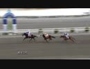 2019年2月10日高知競馬5R チーム・マリマリ協賛 祝齋藤プロ誕生日特別(C2-3組) アムールバローズ