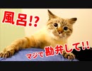 【悲劇】風呂嫌いな猫を洗おうとしたら大変な事になりました…