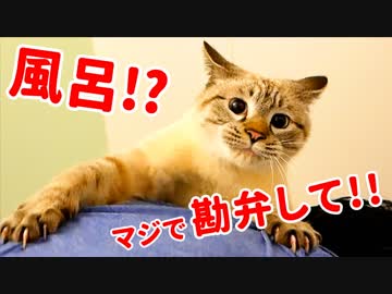 【悲劇】風呂嫌いな猫を洗おうとしたら大変な事になりました…