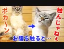 柔らかそうなお腹の毛を触ると猫の態度が急変しました…