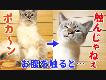柔らかそうなお腹の毛を触ると猫の態度が急変しました…