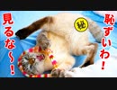 【R指定】興奮のあまり大開脚してしまった猫の”マル秘”映像を公開しちゃいます