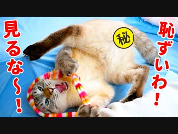 【R指定】興奮のあまり大開脚してしまった猫の”マル秘”映像を公開しちゃいます