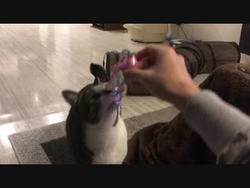 おもちゃで遊ぶ猫は感情表現がおもしろいやつ。