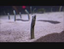 チンアナゴとニシキアナゴ