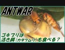 ゴキブリに活エサ(カタツムリ)をあげたら食べるの？